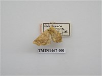 藏品(尺蠖蛾科)的圖片